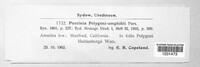 Uromyces polygoni-avicularis image